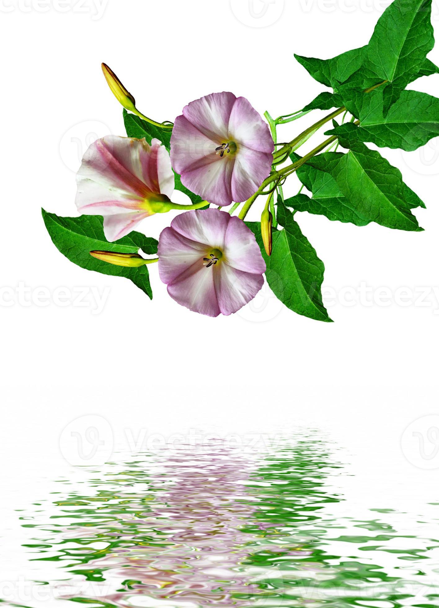 petunia flowers isolated on white background 9850403 Stock Photo at