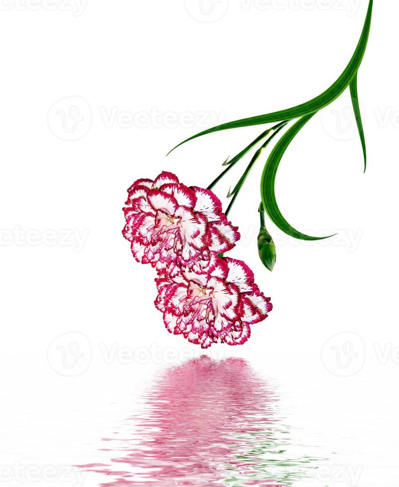 Bouquet of flowers carnation. photo