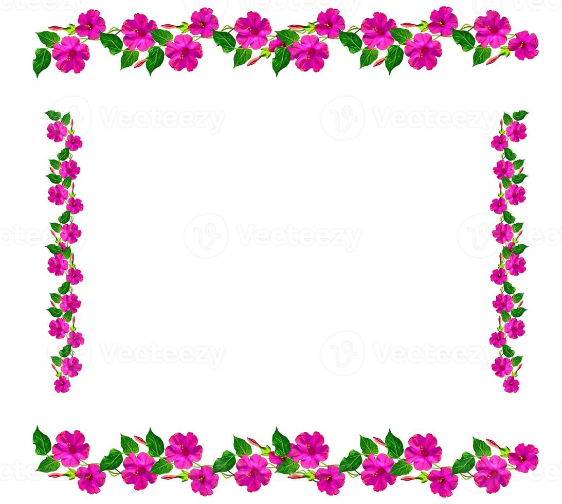 Petunias isolated on a white background. Colorful flowers. photo