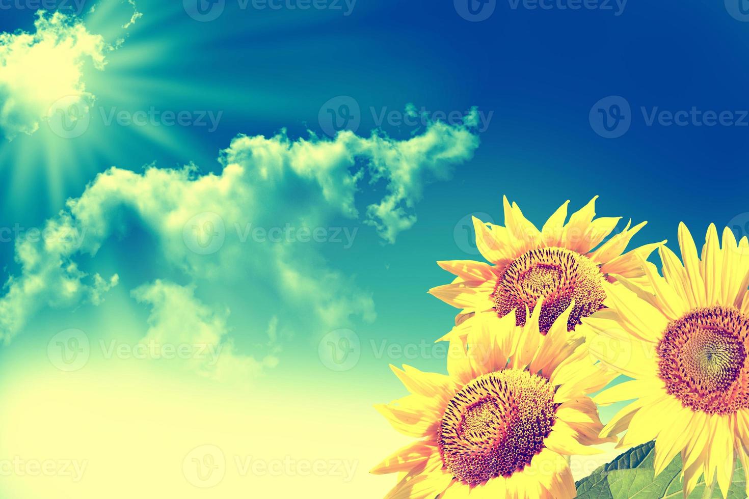 hermoso campo de girasoles en verano. Flores amarillas foto