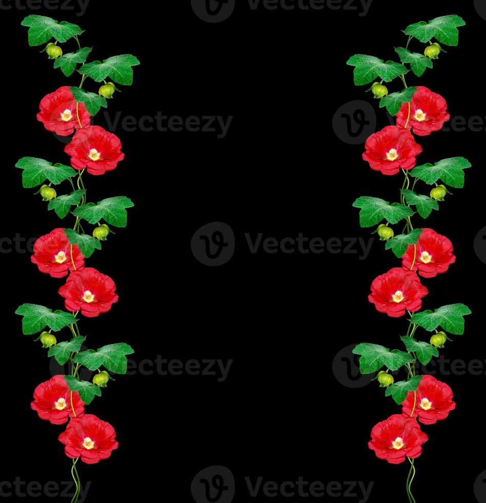 mallow flowers isolated on black background photo