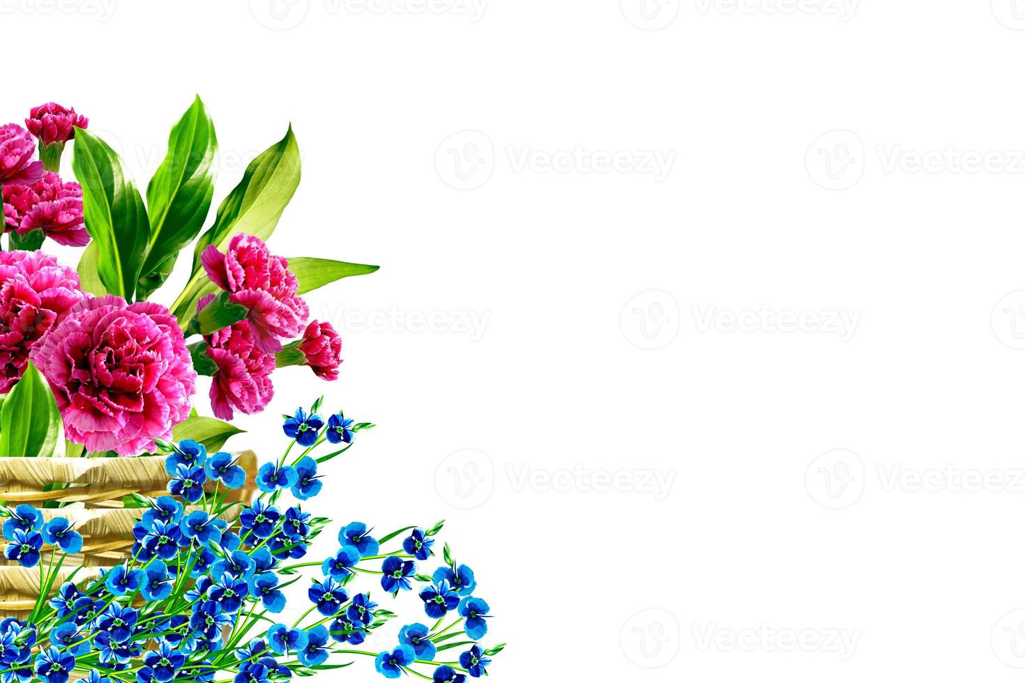 branch of beautiful flowers carnation photo