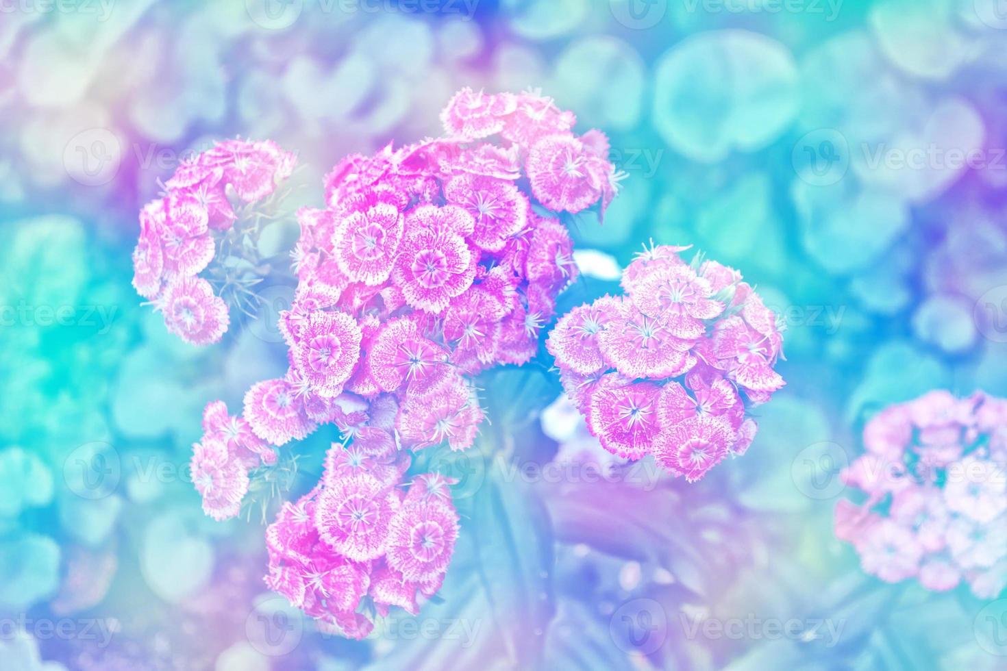Bright and colorful carnation flowers photo