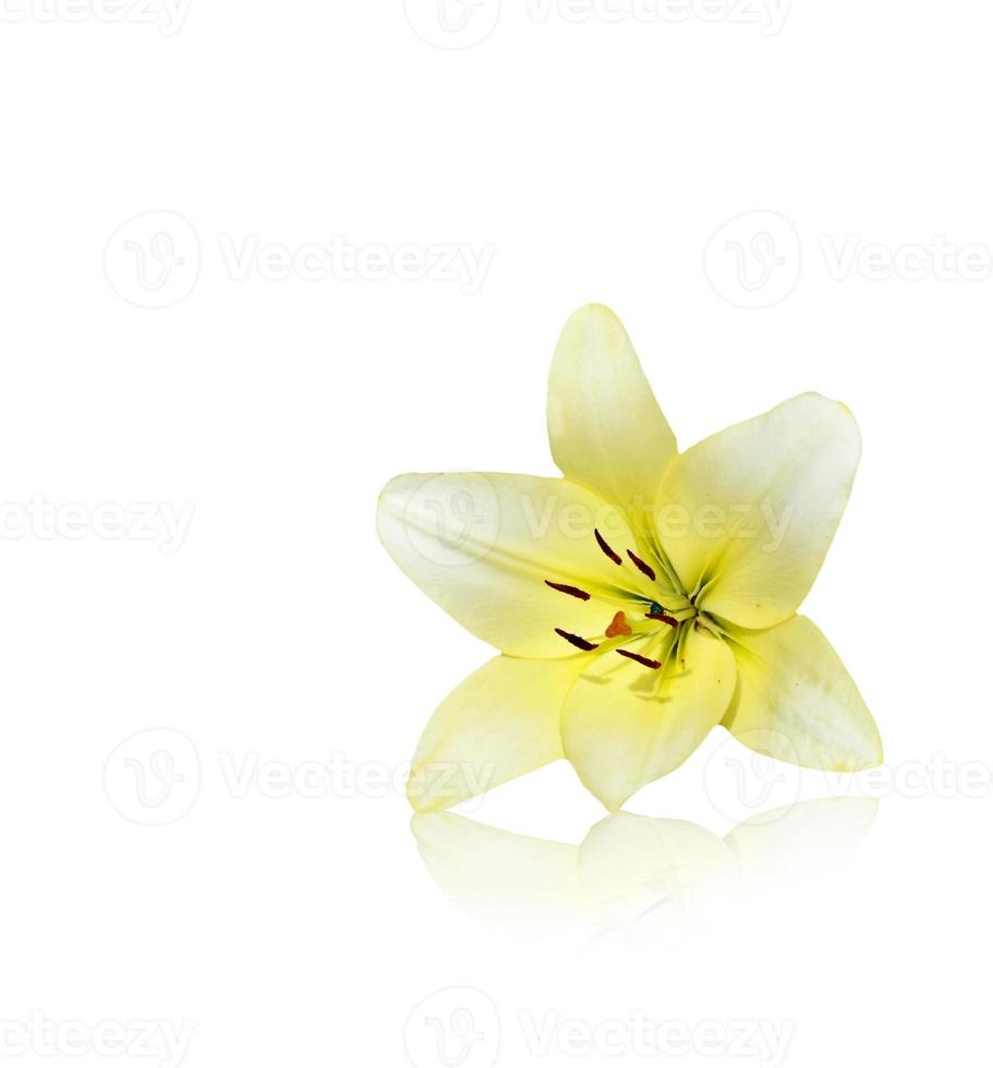 Flower lily isolated on white background. photo