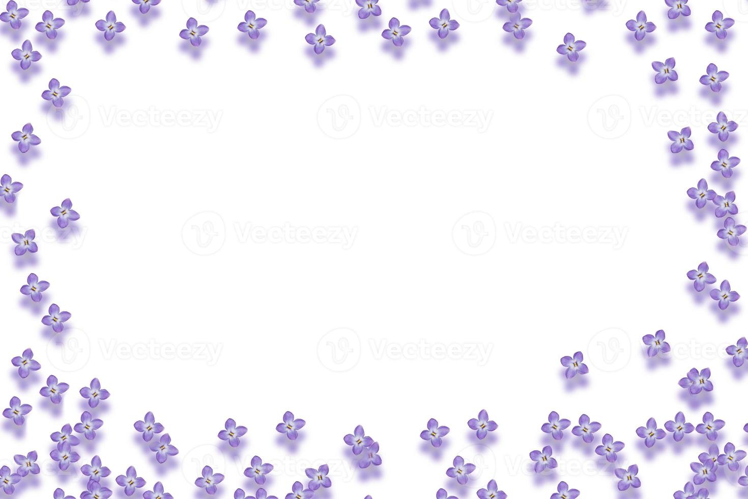 spring flowers lilac photo