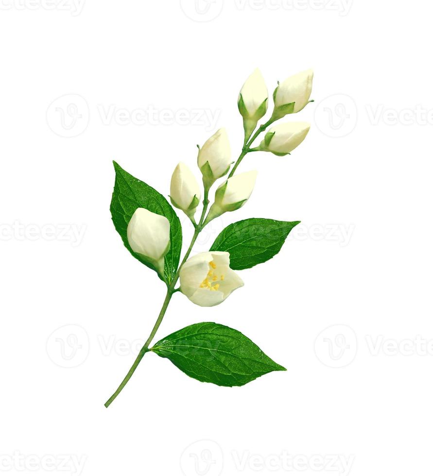 branch of jasmine flowers photo