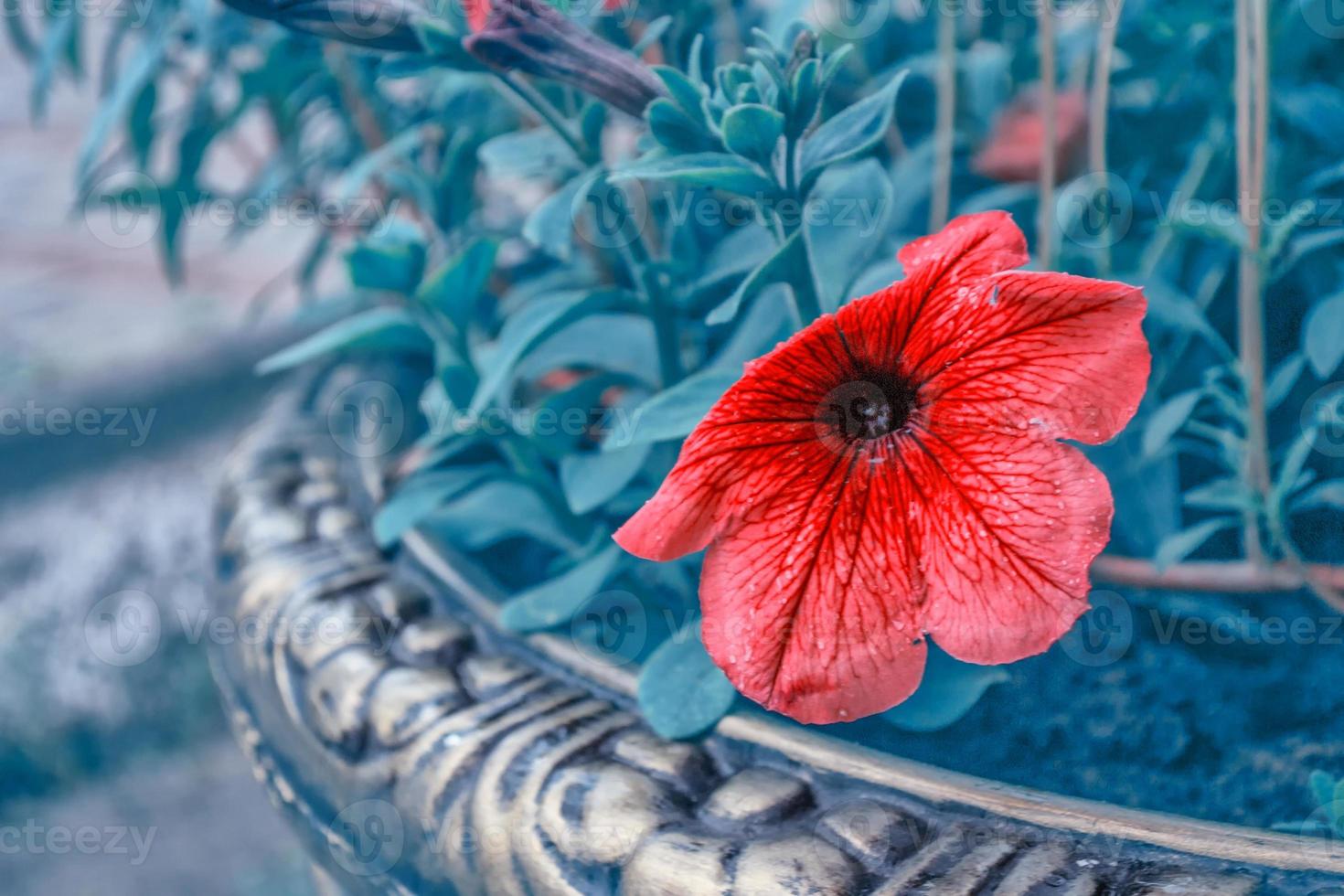 petunia rosa flores de colores foto