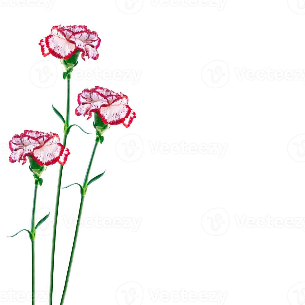 Bouquet of flowers carnation isolated on white background. photo