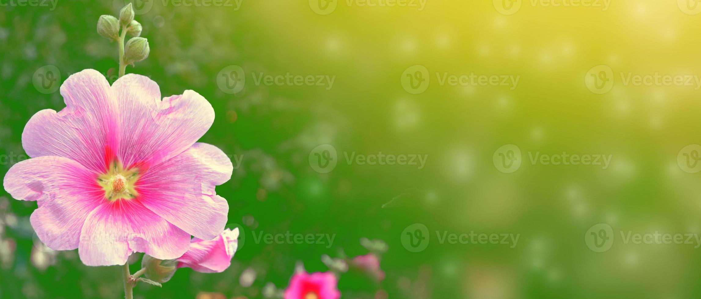 Bright flowers mallow photo