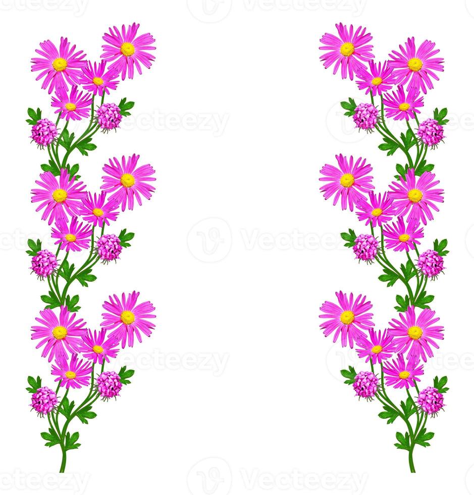Petunias isolated on a white background. Colorful flowers. photo