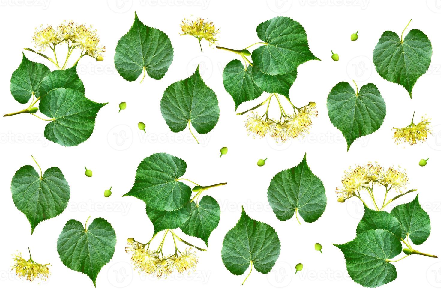 Sprig of linden blossoms isolated on white background. photo