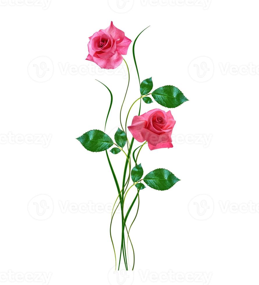 flower buds of roses isolated on white background photo