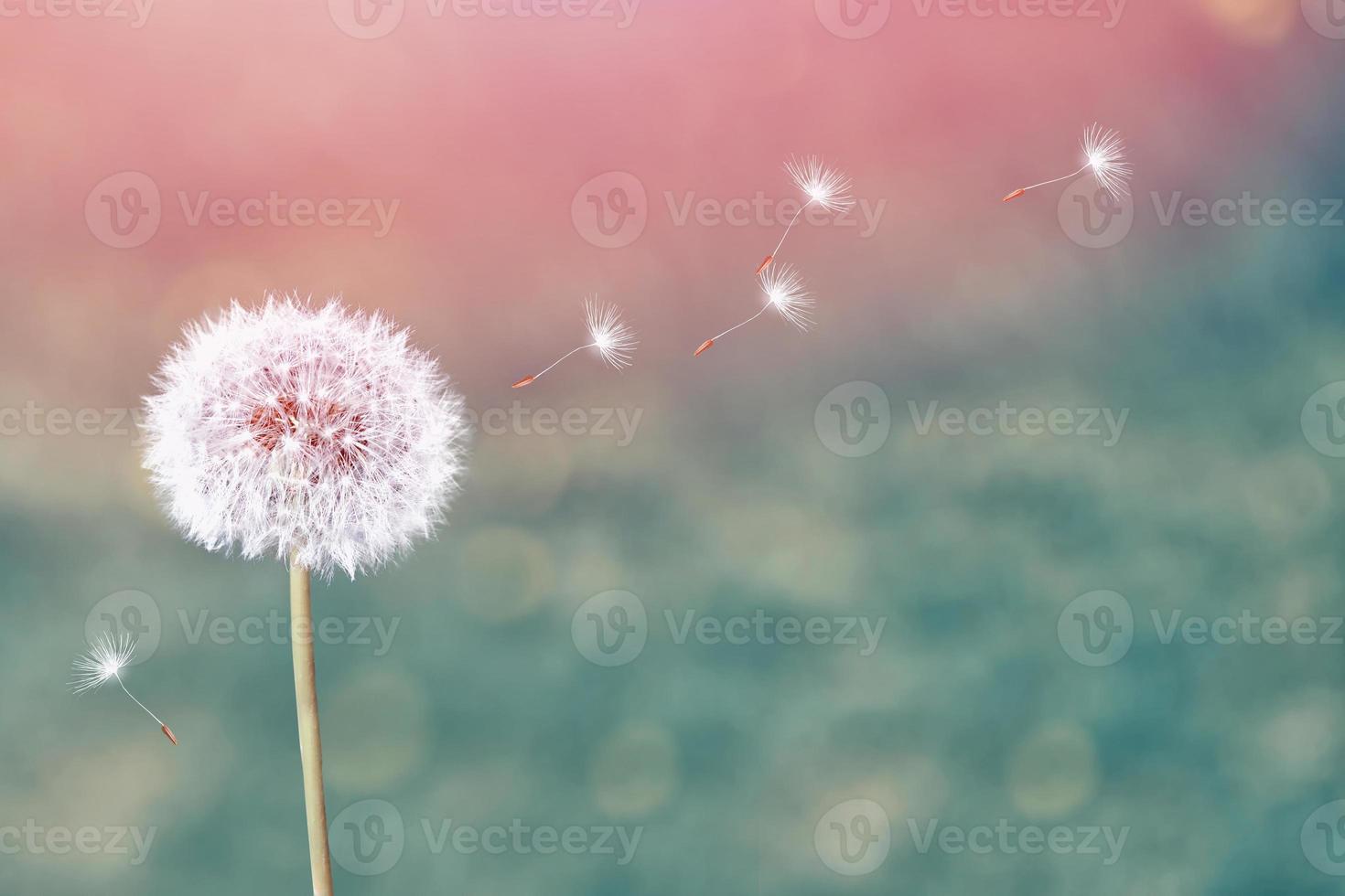 Fluffy dandelion flower against the background of the summer landscape. photo