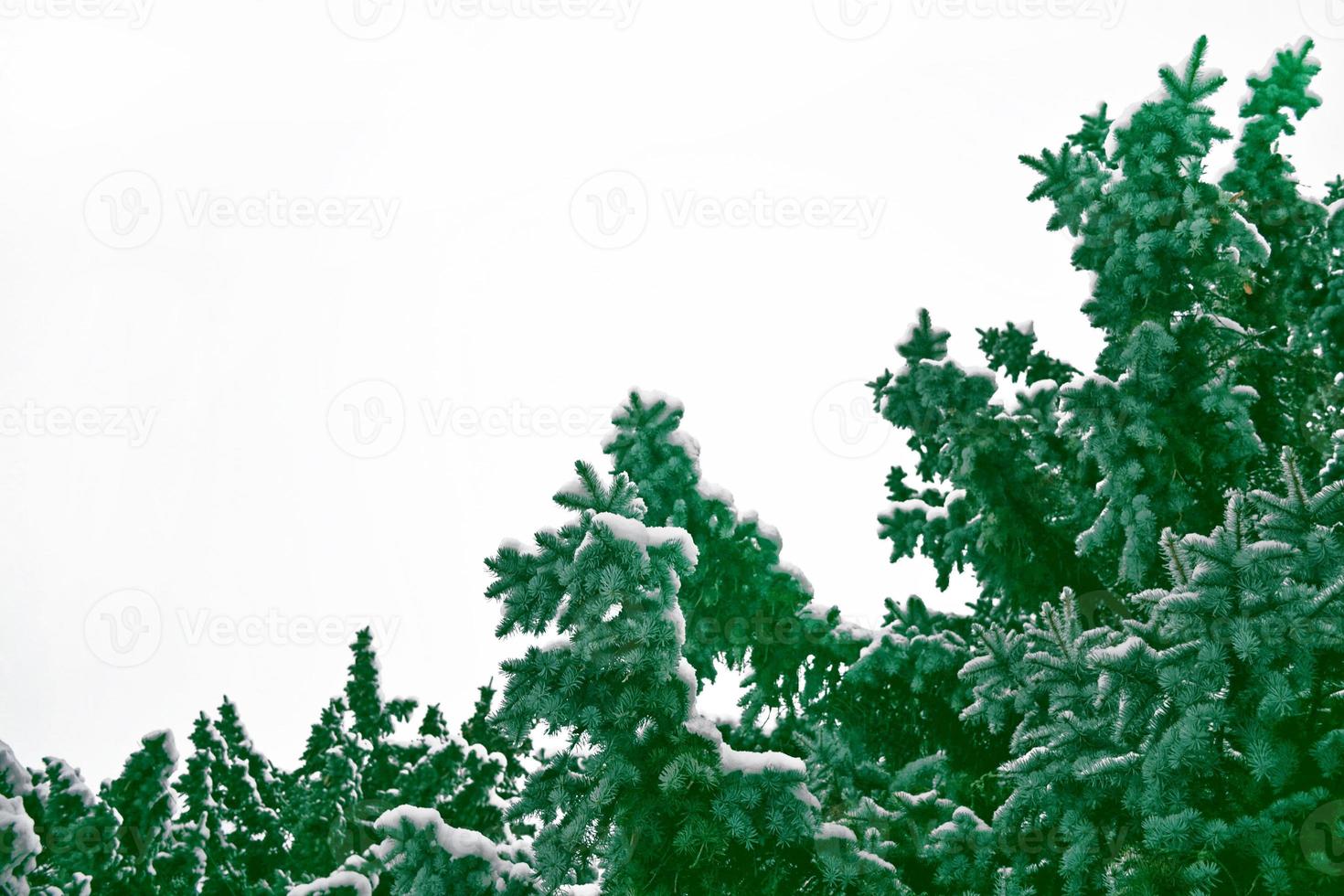The branches of the snow covered tree Christmas tree photo