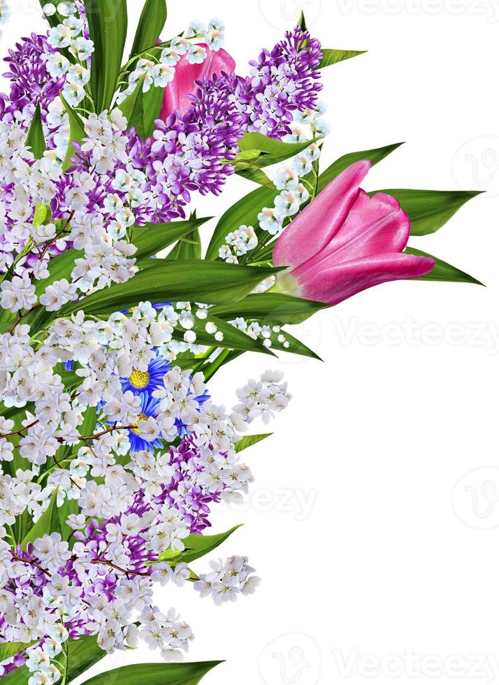 spring flowers tulips isolated on white background photo