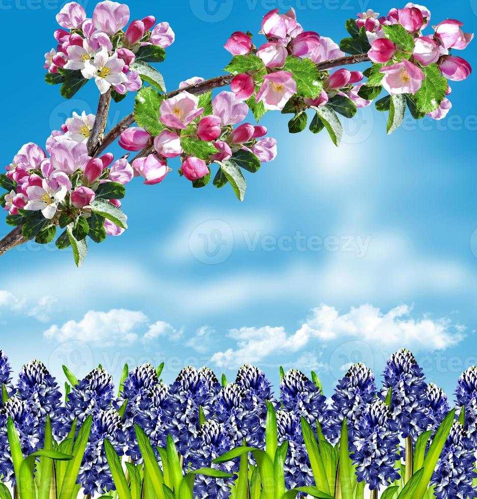 Branch of the cherry blossoms against the blue sky with clouds photo