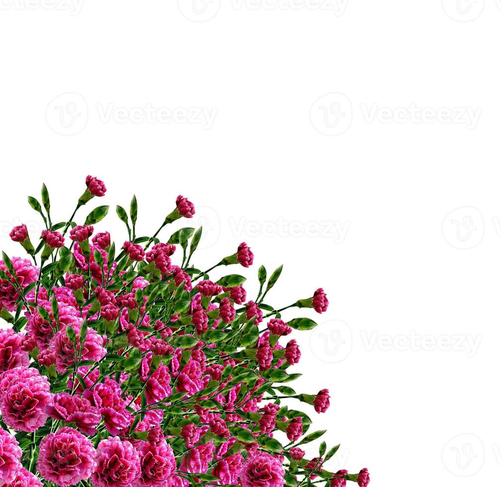 carnation flowers isolated on white background photo