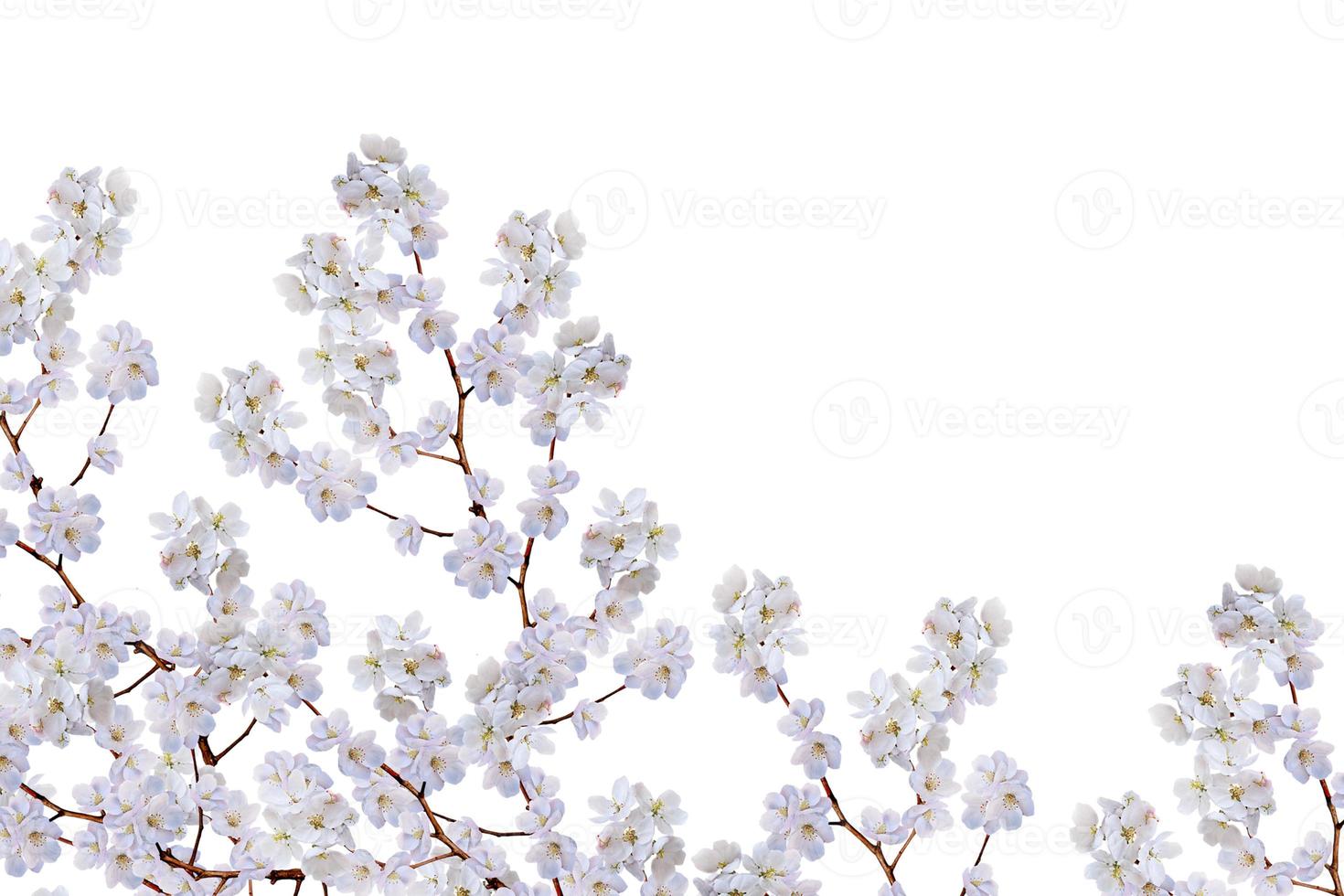 White apple flowers branch photo