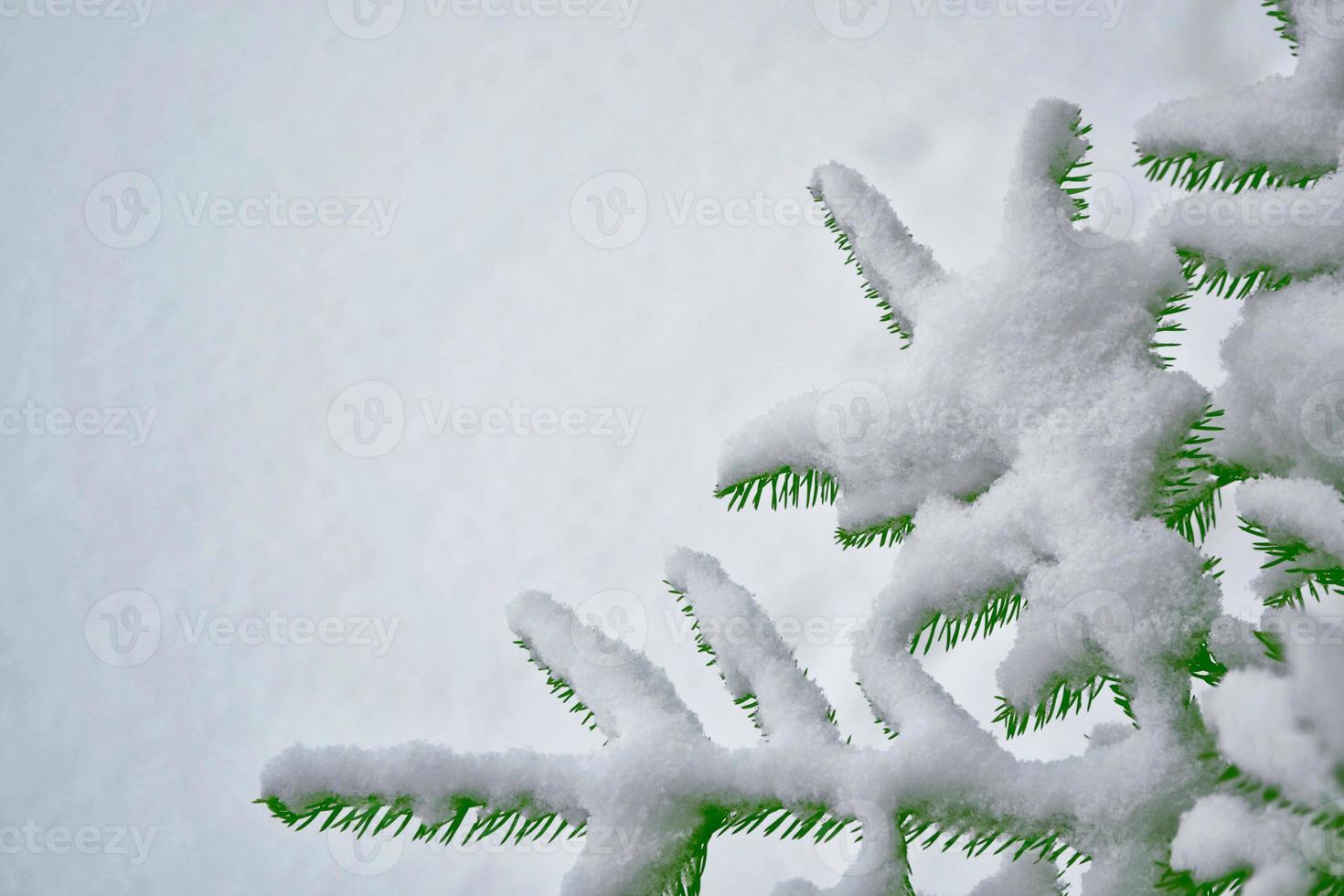 forest in the frost. Winter landscape. Snow covered trees. photo