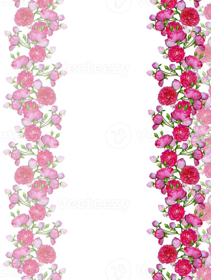 perro rosa rosa canina flores sobre un fondo blanco foto