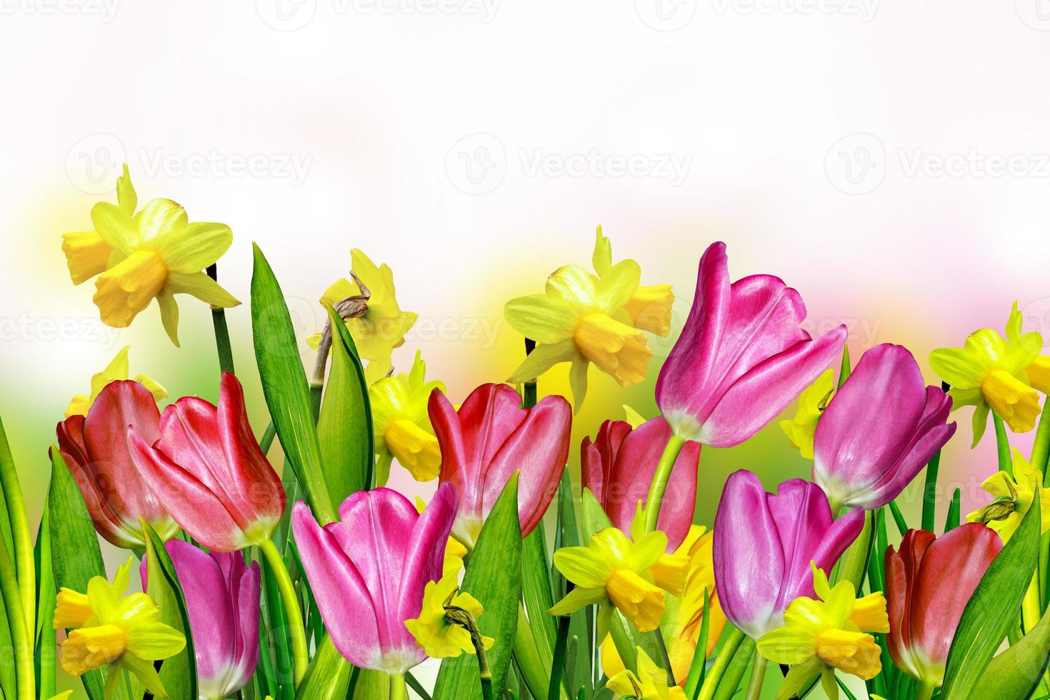 pink and yellow tulips.narcissus photo