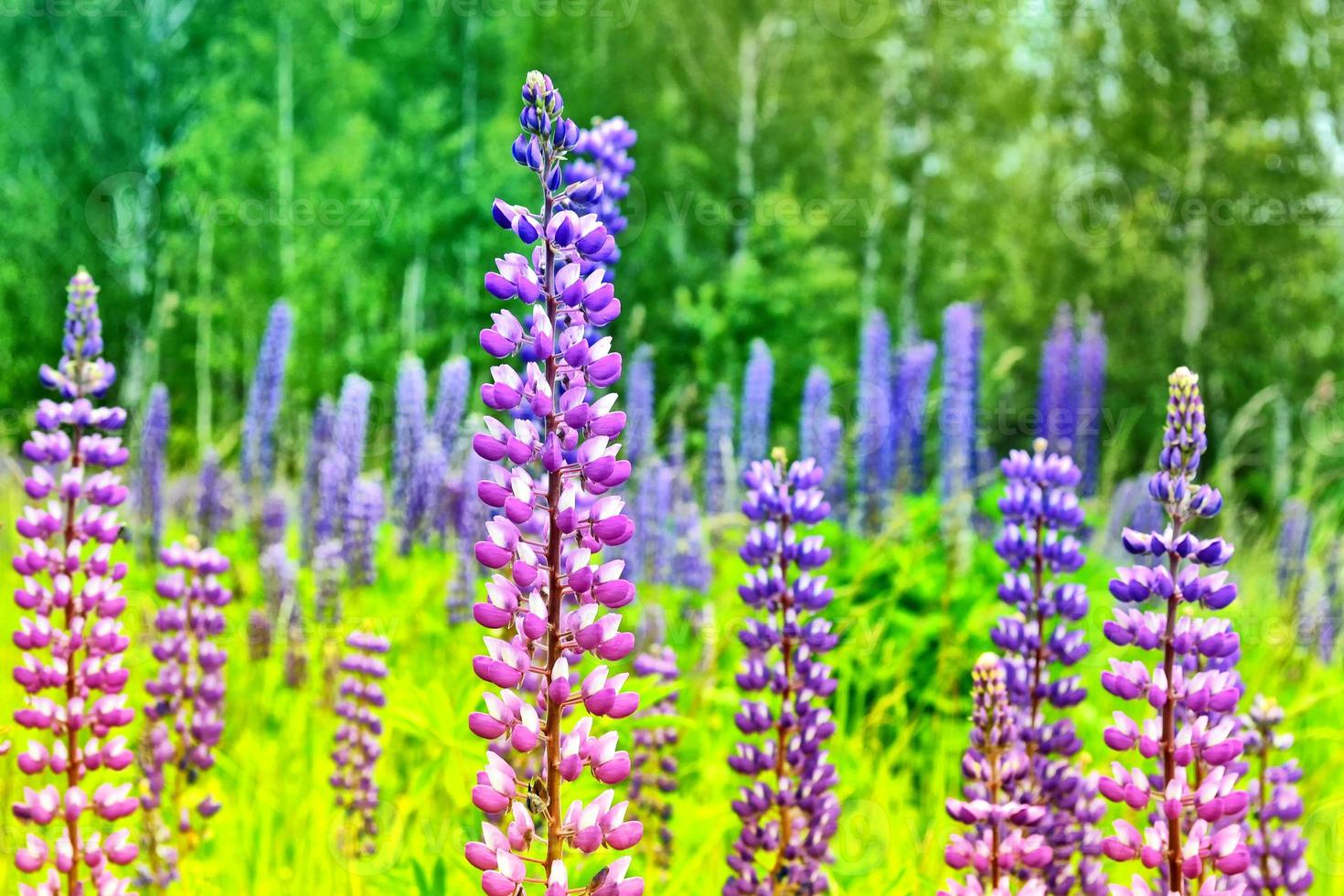 Bright lupine flowers in the background of the summer landscape. photo