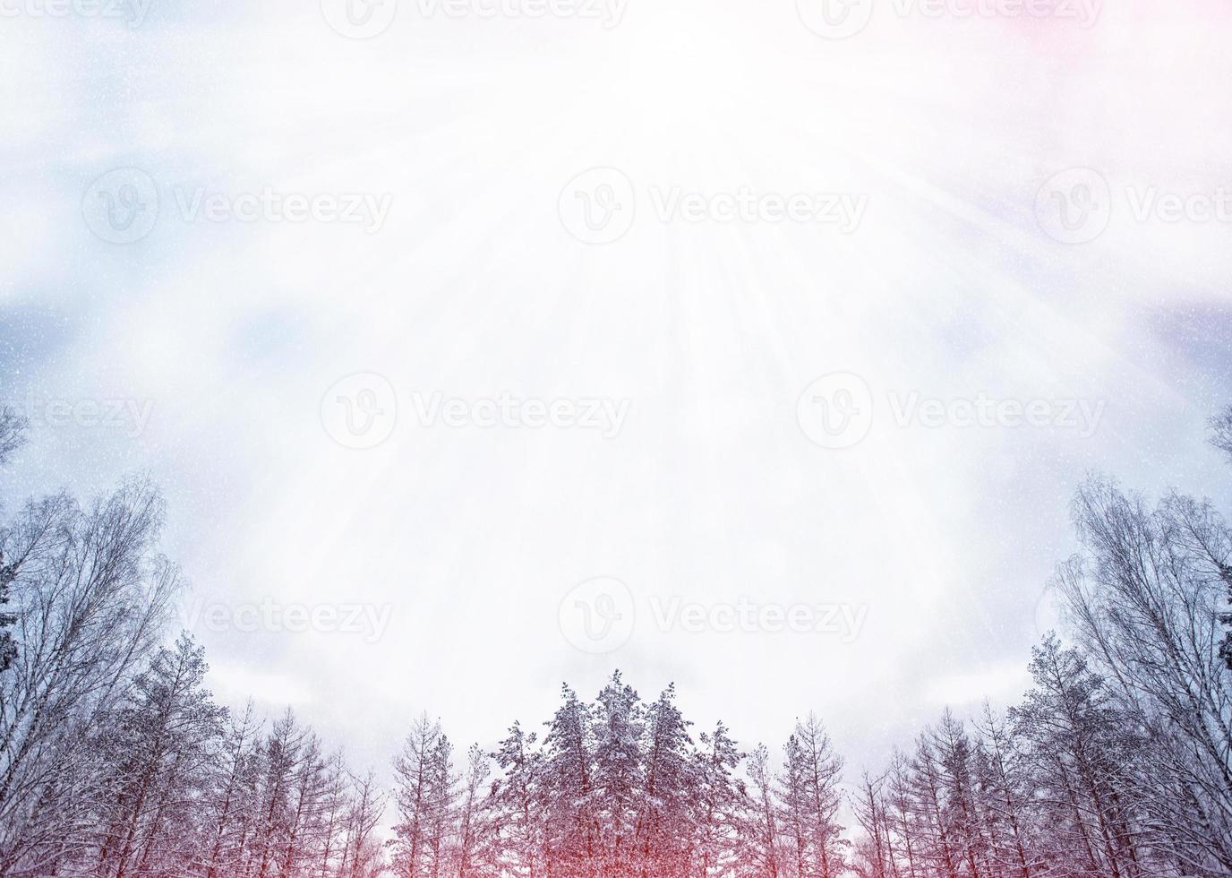 Frozen winter forest with snow covered trees. photo