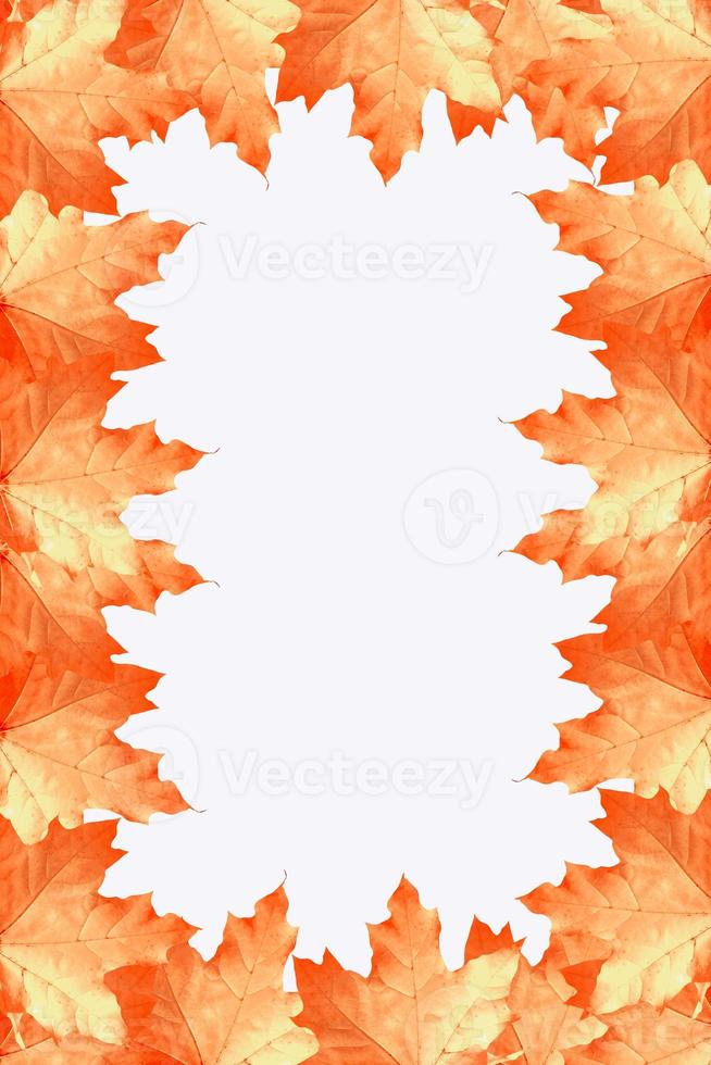 Bright colorful autumn leaves photo