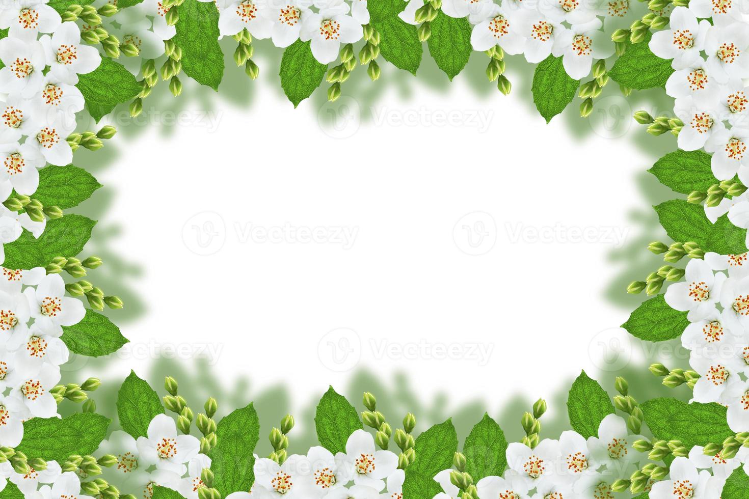 branch of jasmine flowers isolated on white background. photo