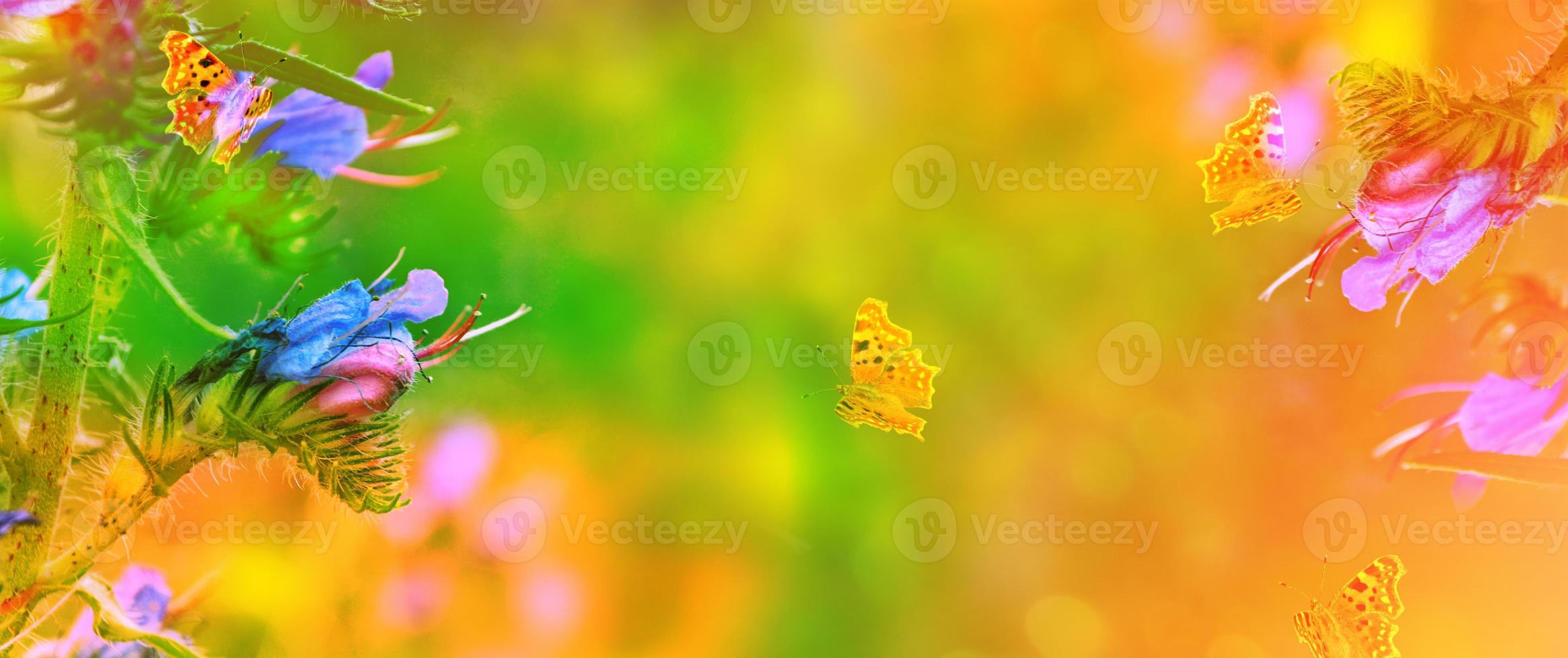 White bright daisy flowers on a background of the summer landscape. photo