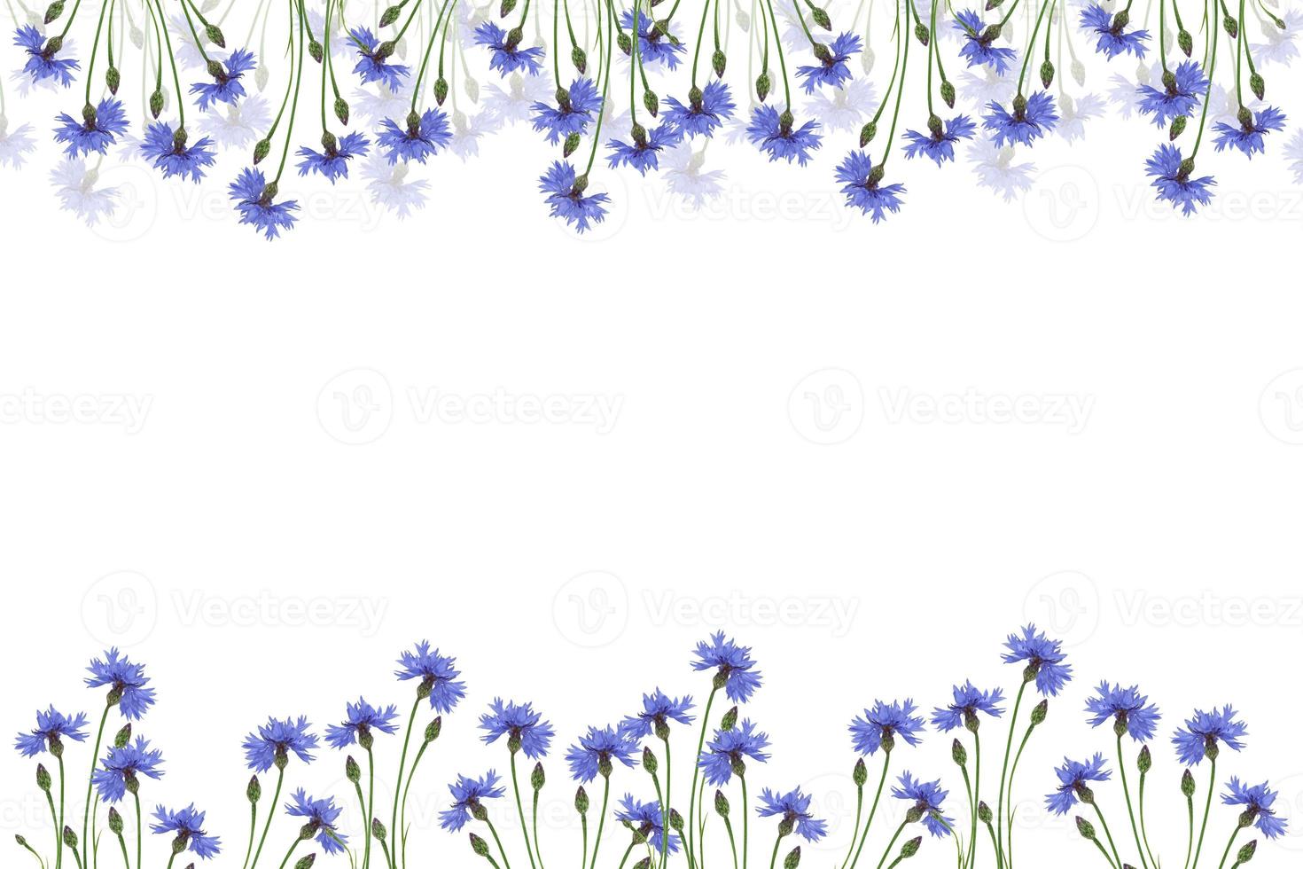 Wild flower cornflower photo