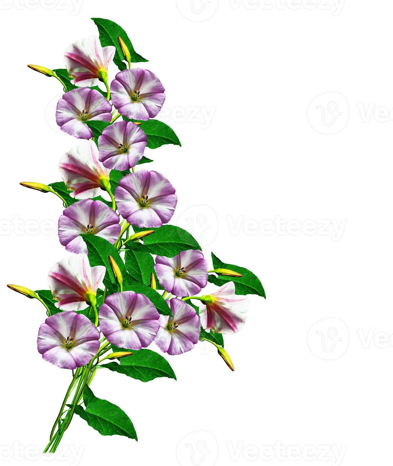 petunia flowers isolated on white background 9850802 Stock Photo at