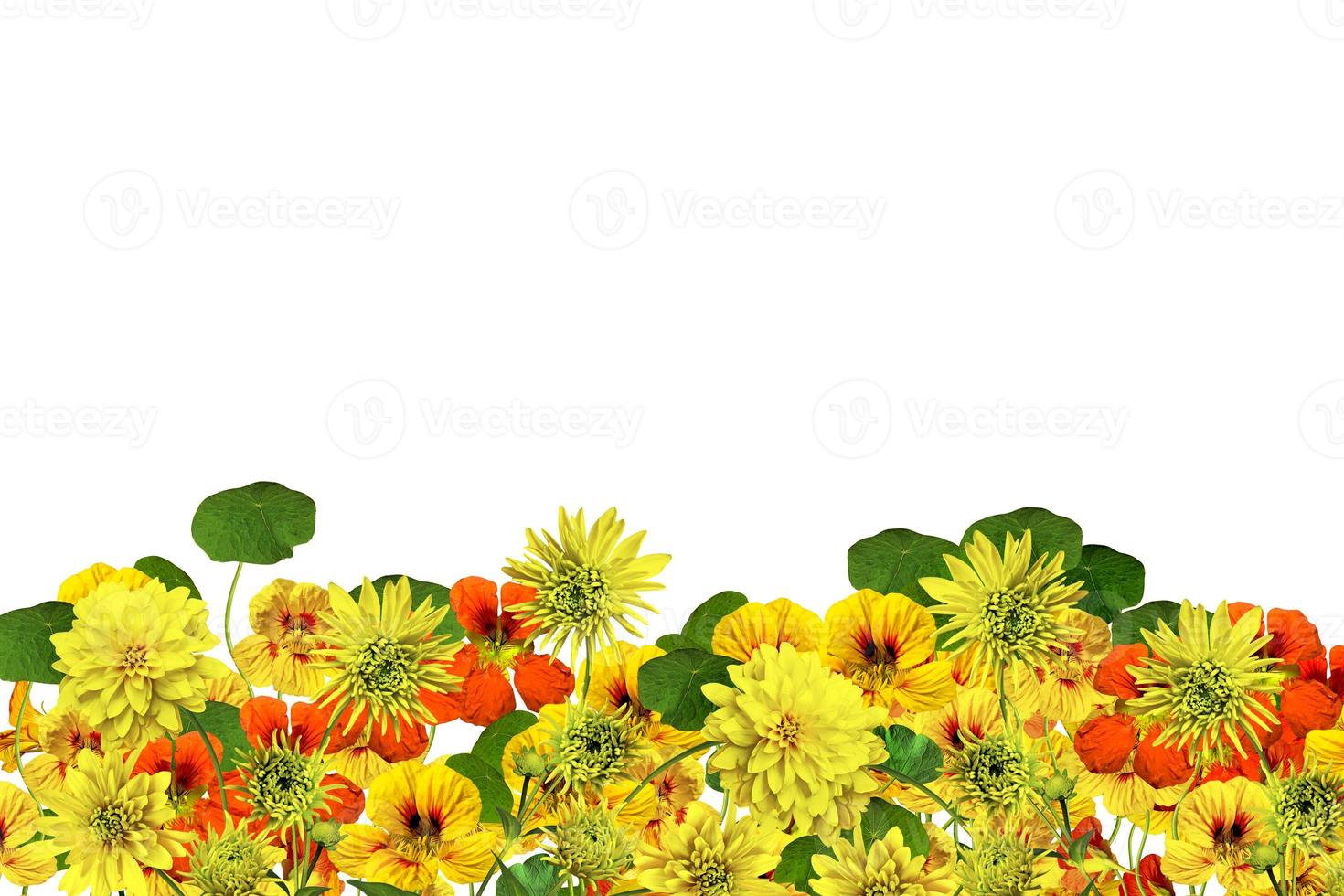 flowers isolated on white background photo
