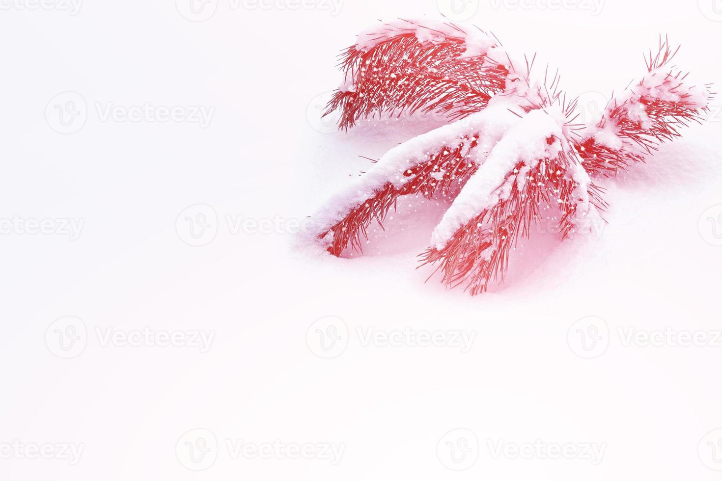 forest in the frost. Winter landscape. Snow covered trees. photo