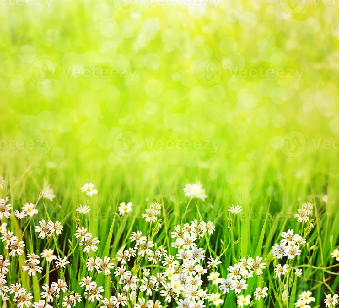 Summer landscape with wildflowers photo