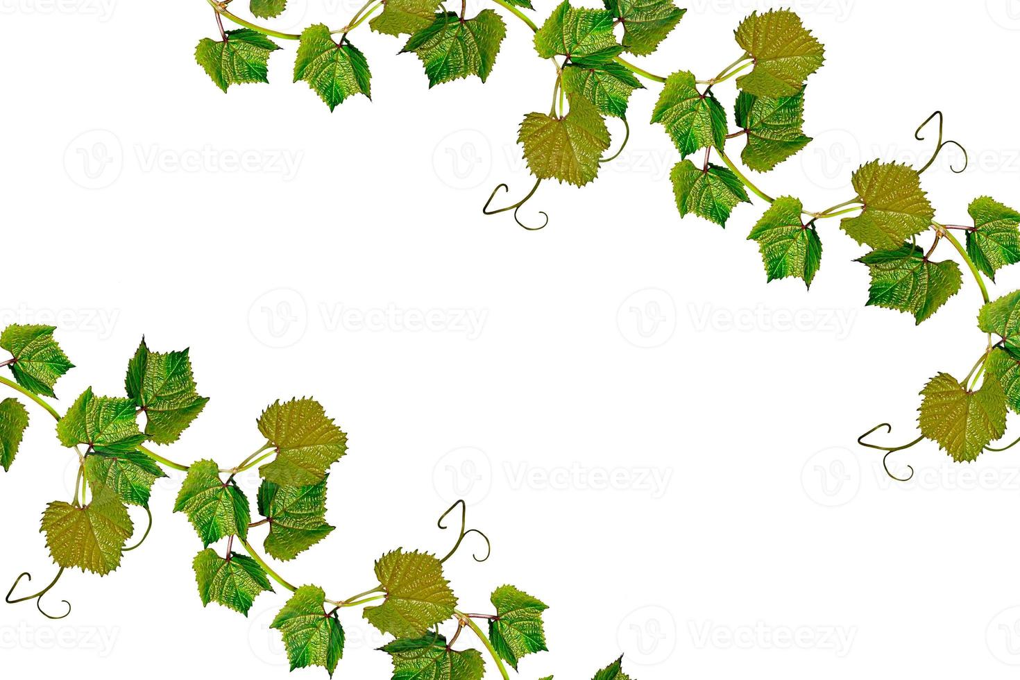 The branch of grapes isolated on white background. photo