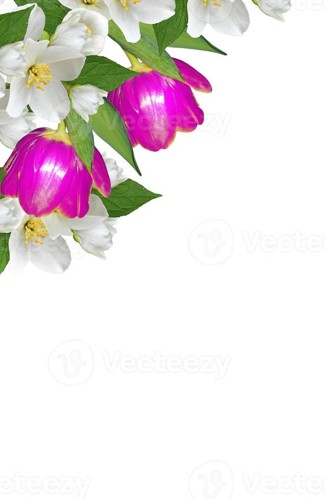 spring flowers tulips isolated on white background photo