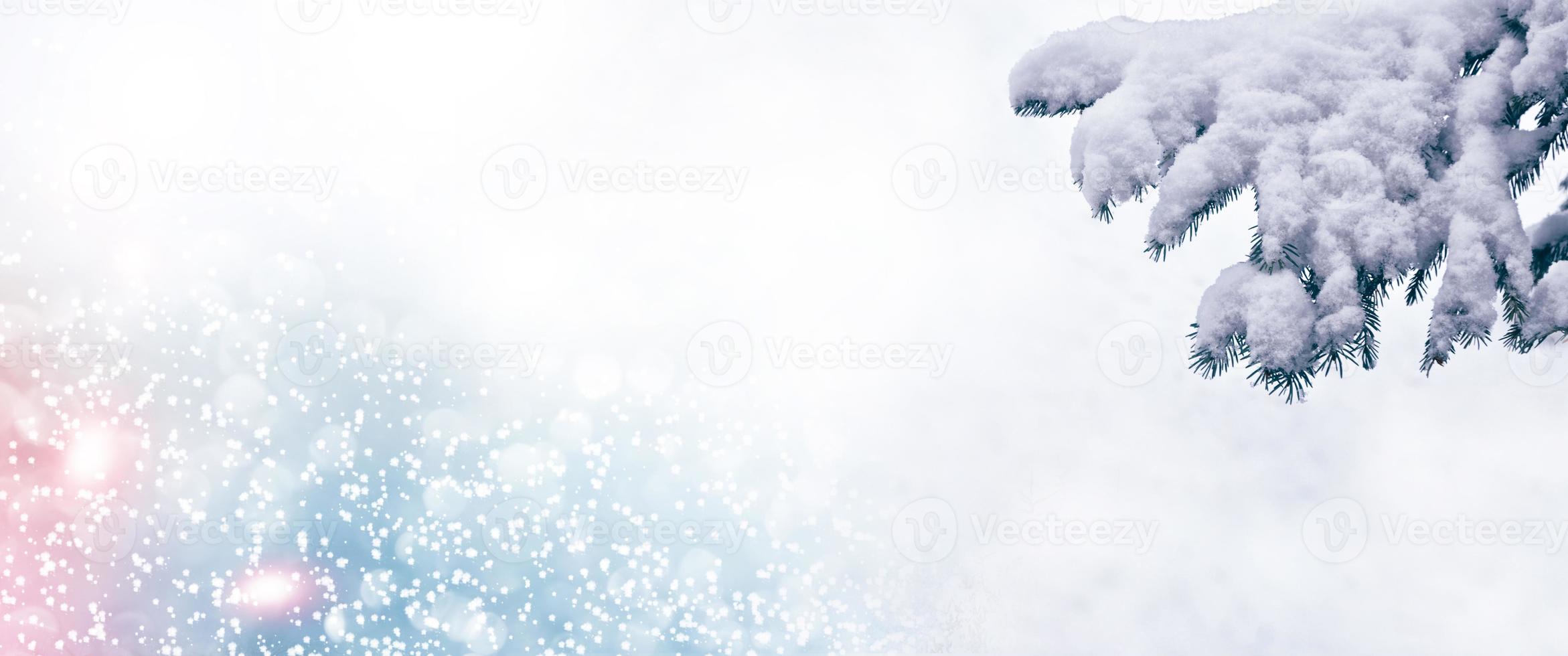 forest in the frost. Winter landscape. Snow covered trees. photo