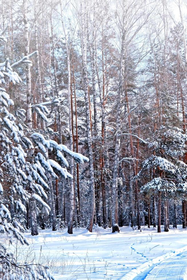 bosque en la escarcha. paisaje de invierno árboles cubiertos de nieve. foto