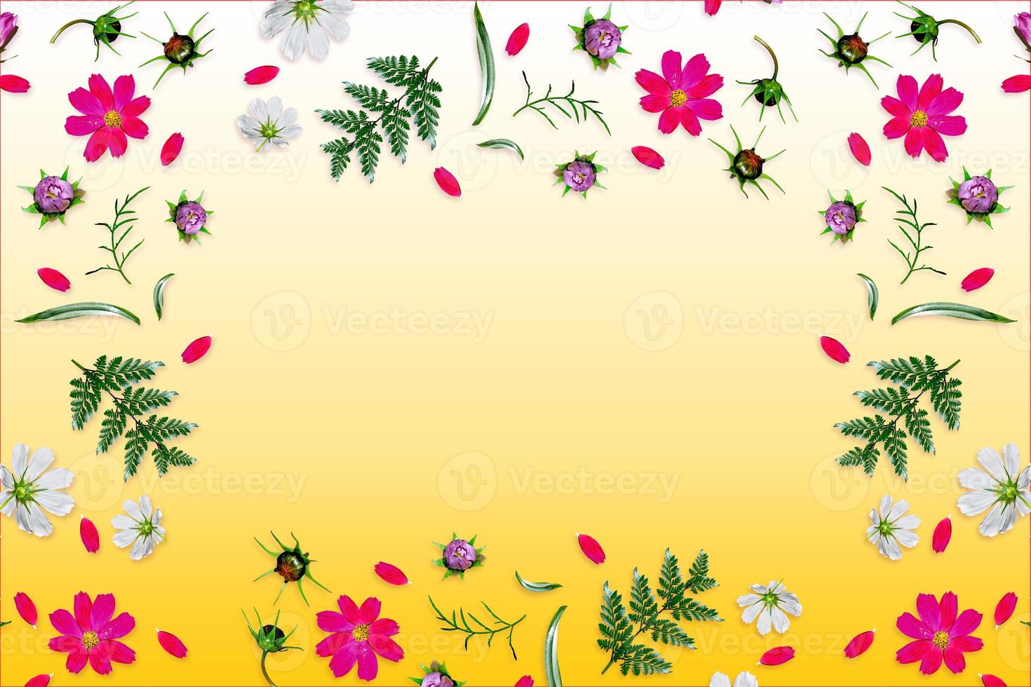 Cosmos flowers. Top view, flat lay. Composition. photo