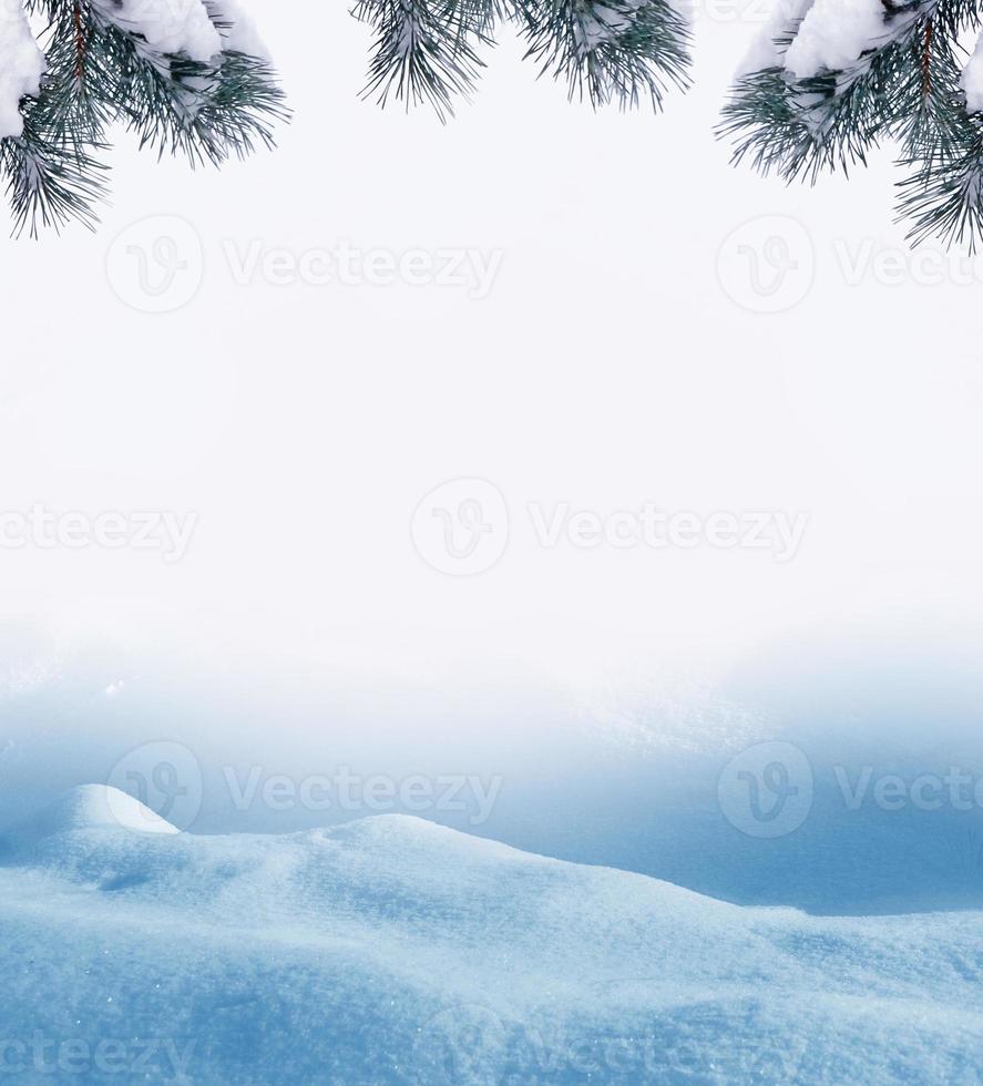 forest in the frost. Winter landscape. Snow covered trees. photo