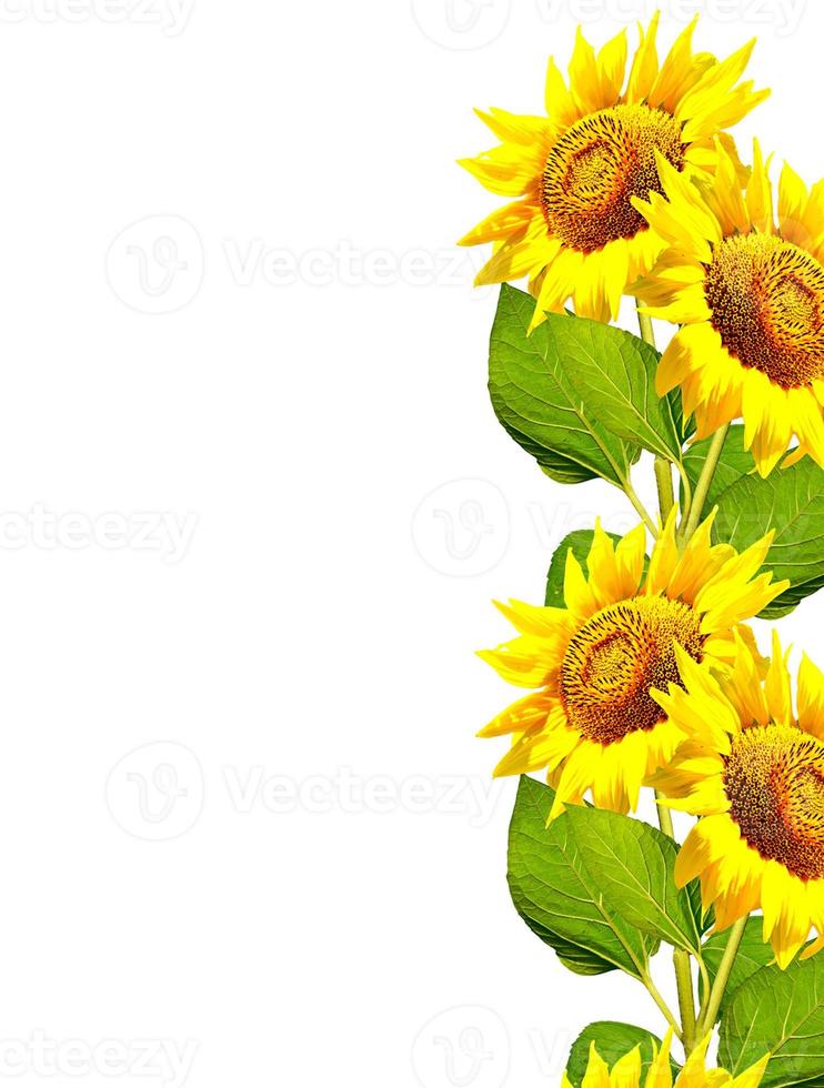 hermoso girasol aislado en un fondo blanco foto