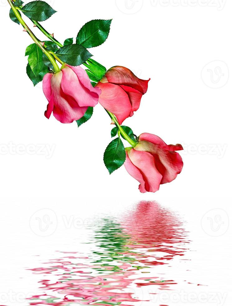The buds of flowers roses. photo