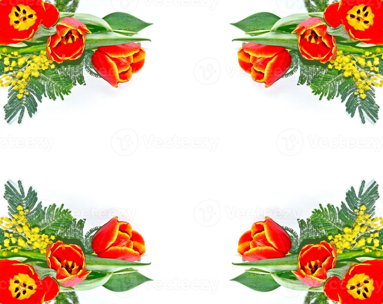 Spring flowers tulips and mimosa on a white background. photo