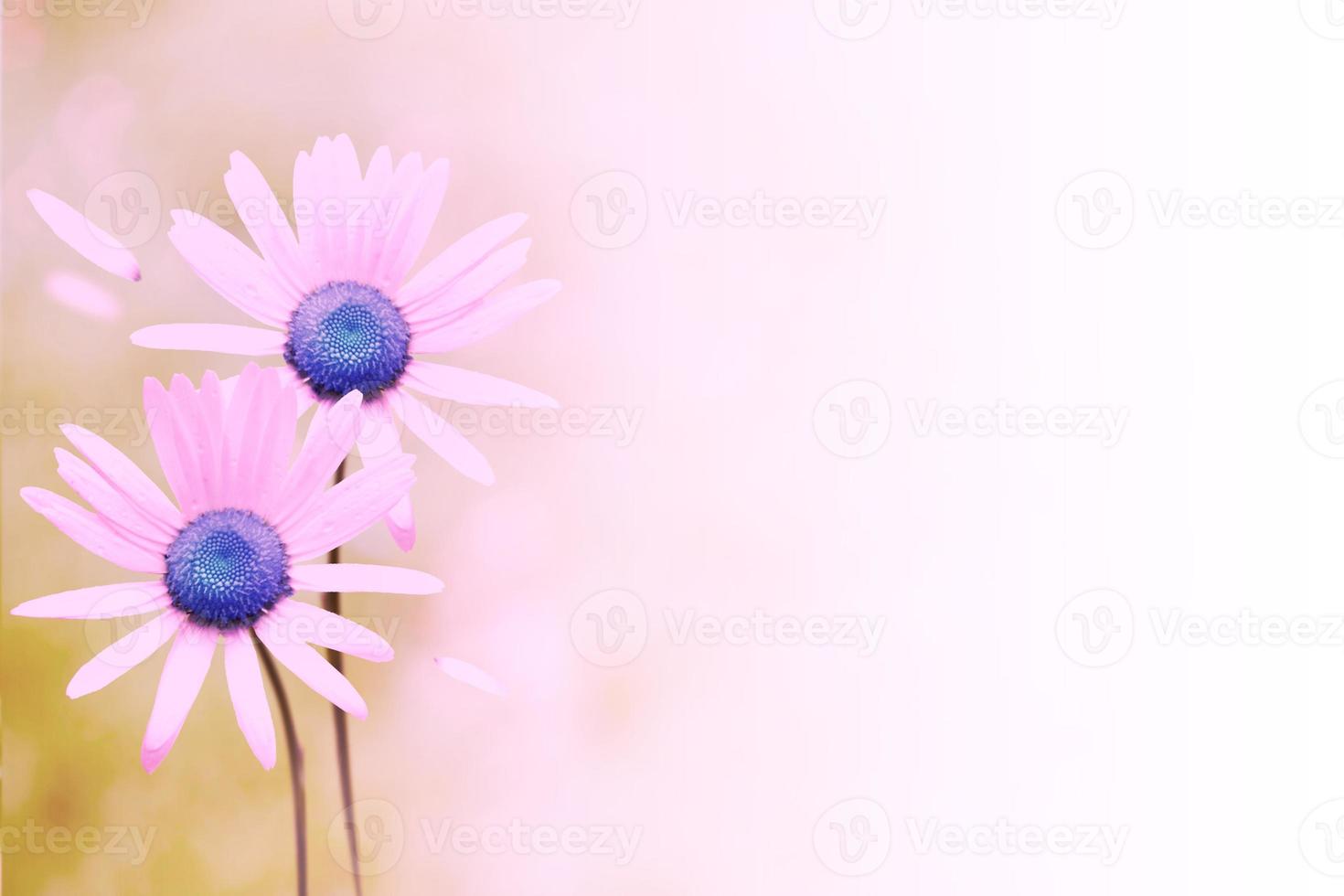 White bright daisy flowers on a background of the summer landscape. photo