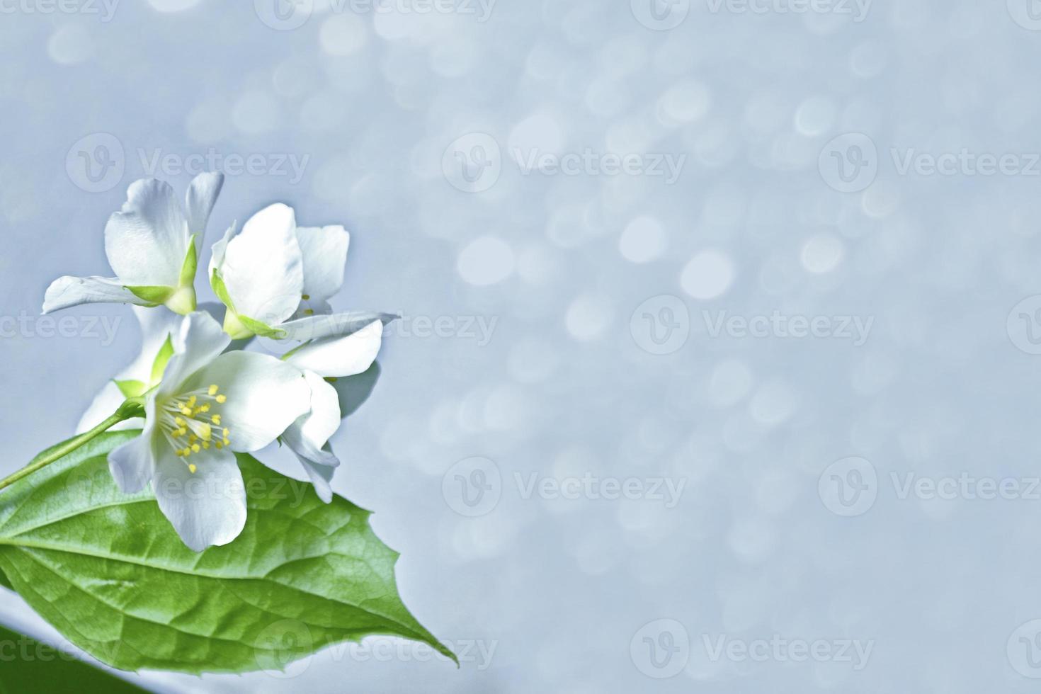 White jasmine The branch delicate spring flowers photo