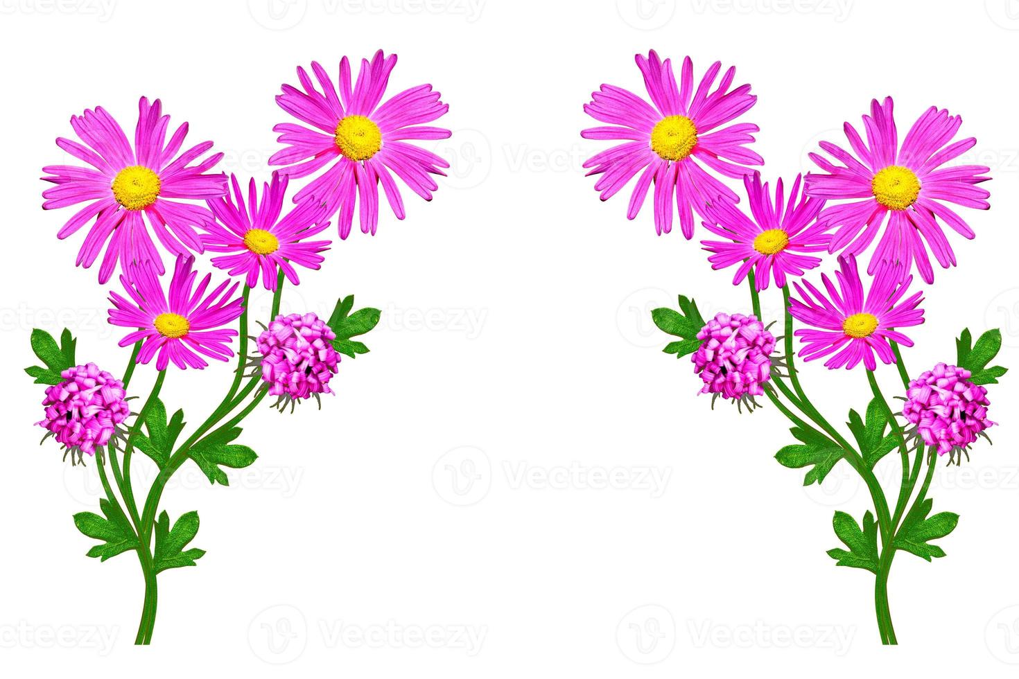 Petunias isolated on a white background. Colorful flowers. photo