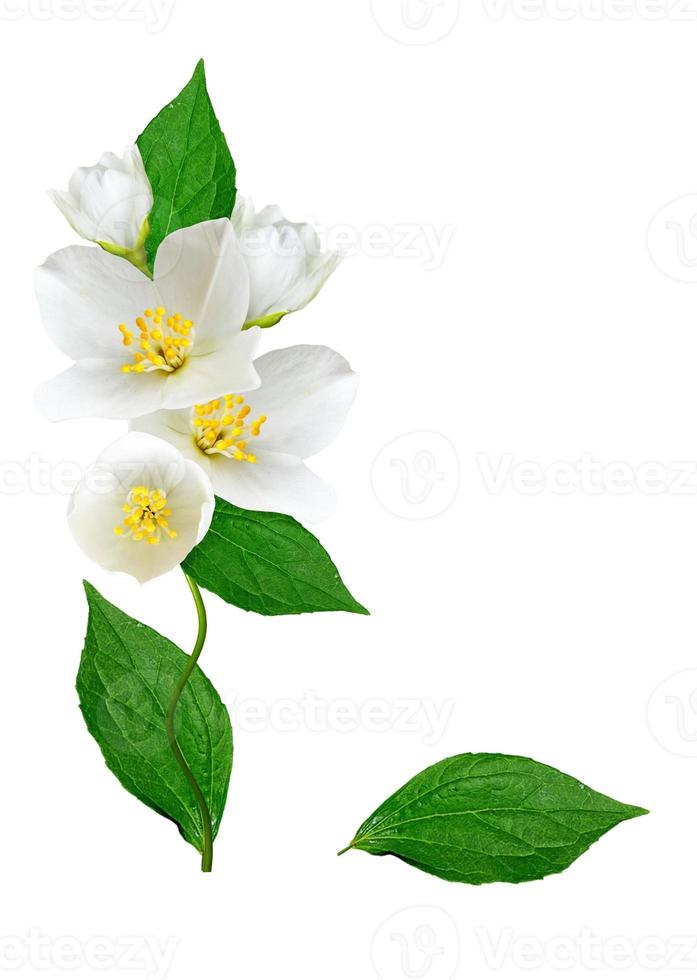 White jasmine flower. photo