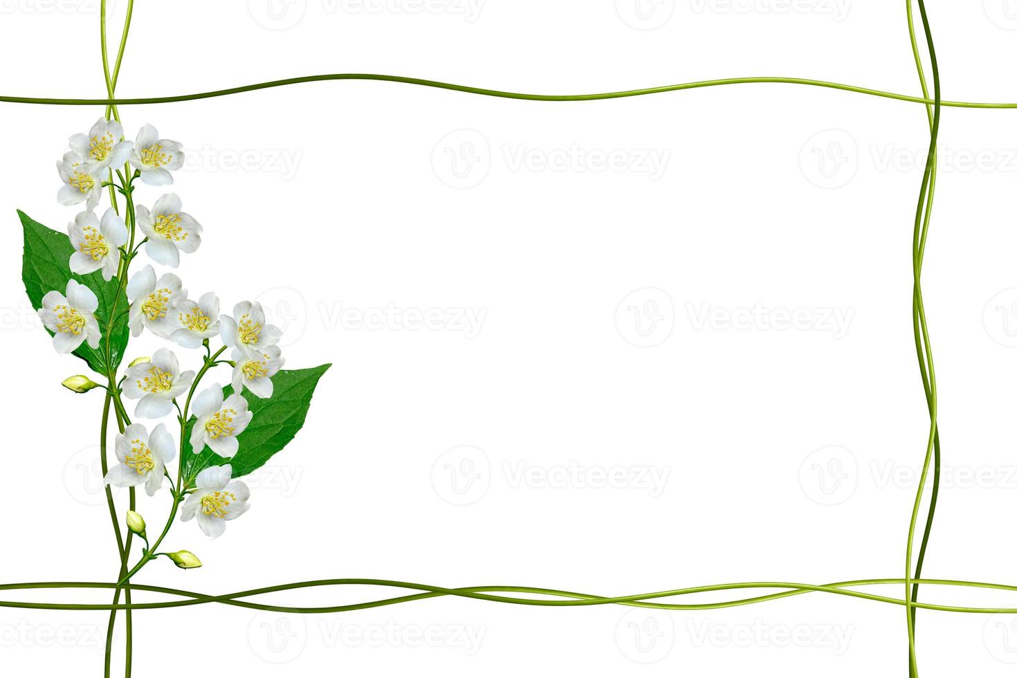 branch of jasmine flowers isolated on white background. spring photo