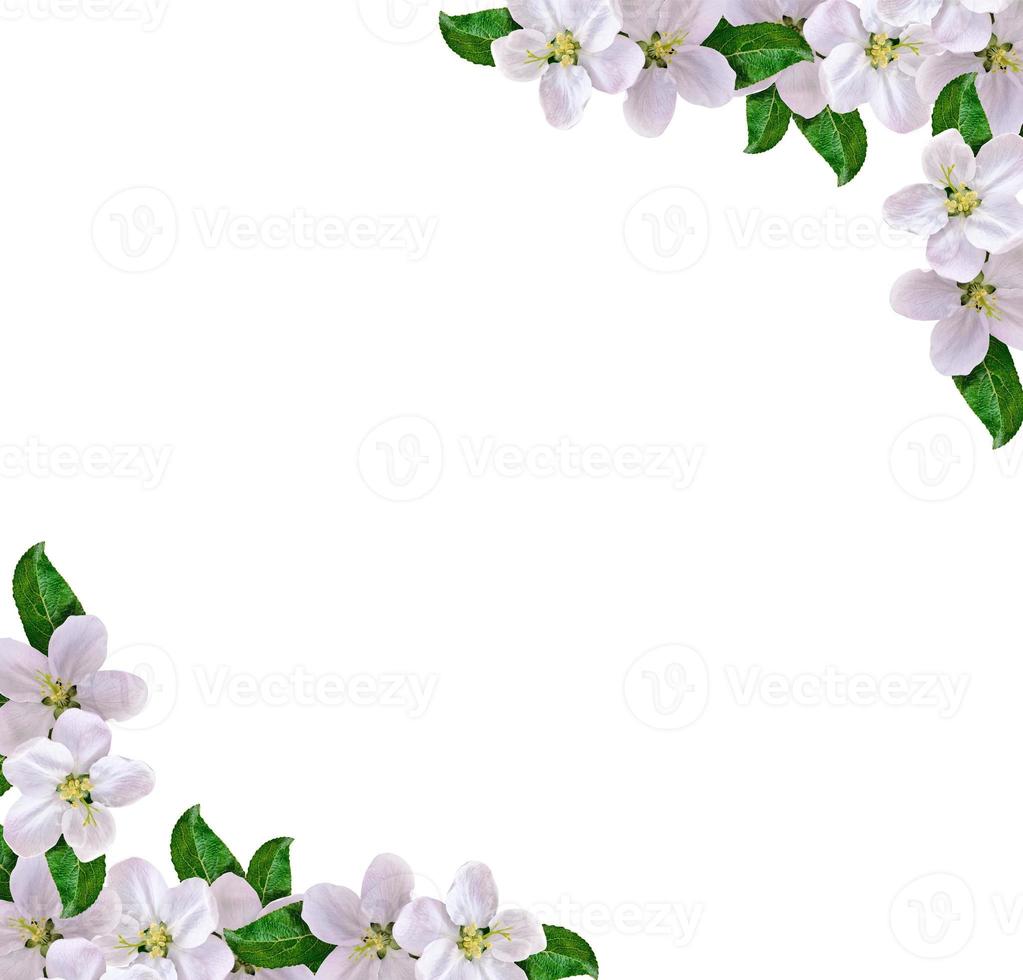 Beautiful delicate flowers of apple blossom isolated on white background. photo